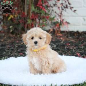 Sasha, Maltipoo Puppy