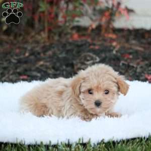 Sammy, Maltipoo Puppy