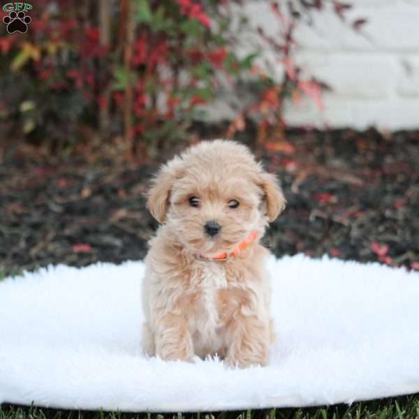 Sammy, Maltipoo Puppy