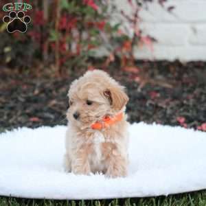 Sammy, Maltipoo Puppy