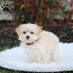Stella, Maltipoo Puppy