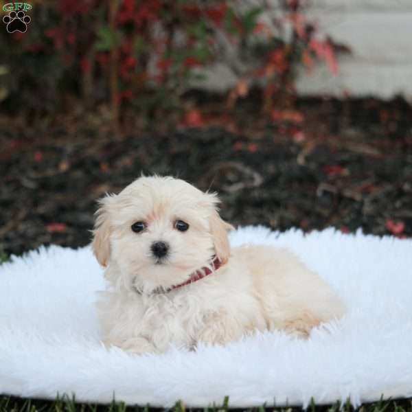 Stella, Maltipoo Puppy