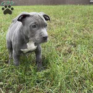 Penny, American Bully Puppy