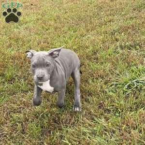 Penny, American Bully Puppy