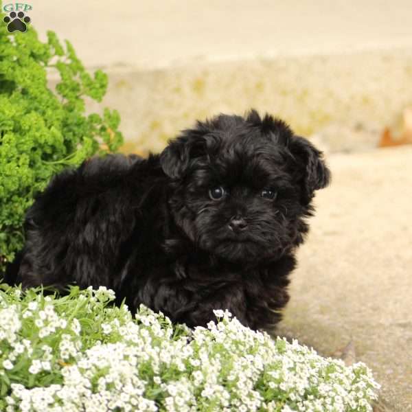 Bella, Yorkie Poo Puppy