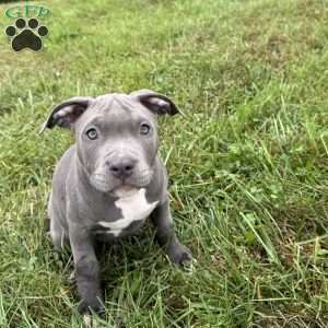 Penny, American Bully Puppy