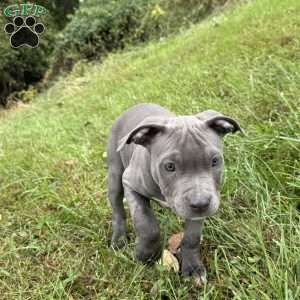 Penny, American Bully Puppy