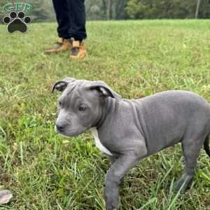 Penny, American Bully Puppy