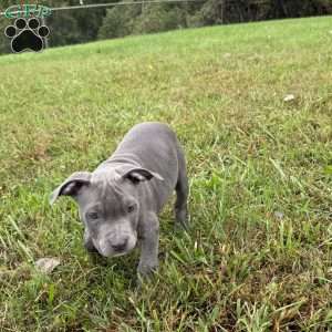 Penny, American Bully Puppy