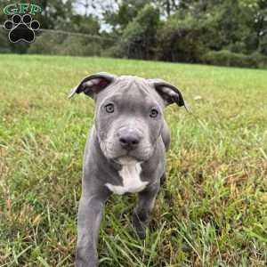 Penny, American Bully Puppy