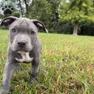 Penny, American Bully Puppy