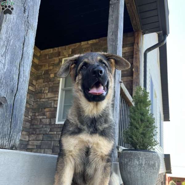 Siena, German Shepherd Puppy