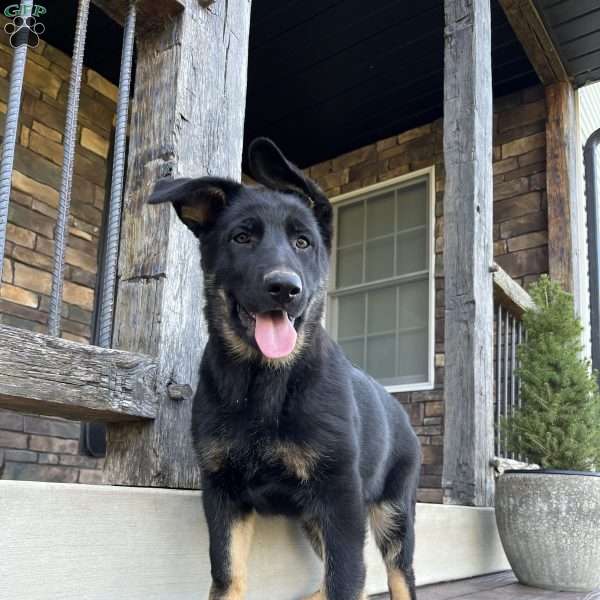 Jayde, German Shepherd Puppy
