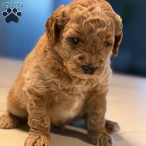 Kai, Mini Golden Mountain Doodle Puppy