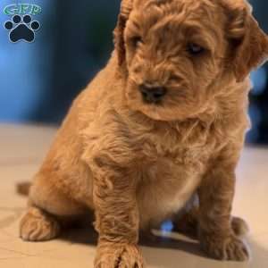 Kai, Mini Golden Mountain Doodle Puppy