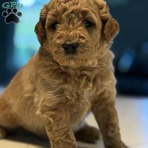 Kai, Mini Golden Mountain Doodle Puppy