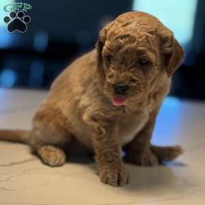Kai, Mini Golden Mountain Doodle Puppy