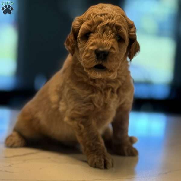 Kai, Mini Golden Mountain Doodle Puppy