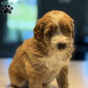 Bernard, Mini Golden Mountain Doodle Puppy