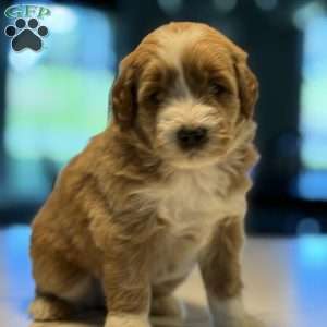 Bernard, Mini Goldendoodle Puppy