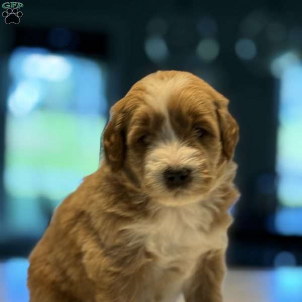 Bernard, Mini Golden Mountain Doodle Puppy