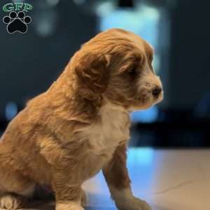 Bernard, Mini Golden Mountain Doodle Puppy