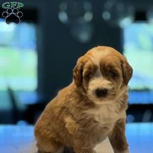 Bernard, Mini Golden Mountain Doodle Puppy