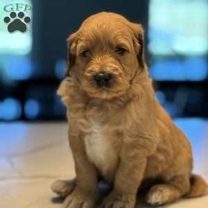 Casper, Mini Goldendoodle Puppy