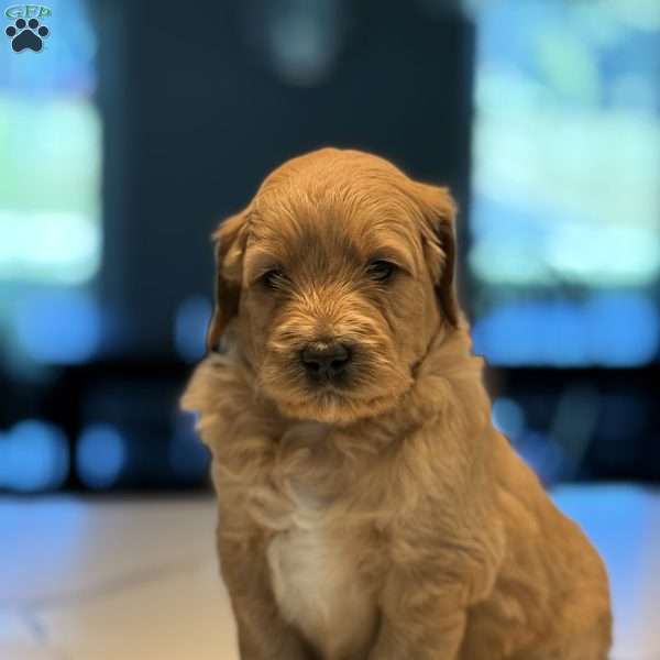 Casper, Mini Golden Mountain Doodle Puppy