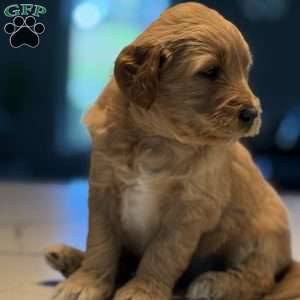 Casper, Mini Golden Mountain Doodle Puppy