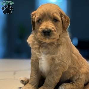 Casper, Mini Golden Mountain Doodle Puppy