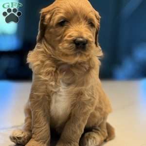 Casper, Mini Golden Mountain Doodle Puppy