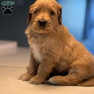Casper, Mini Golden Mountain Doodle Puppy