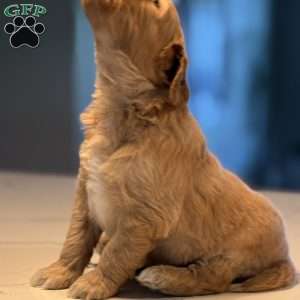 Casper, Mini Golden Mountain Doodle Puppy