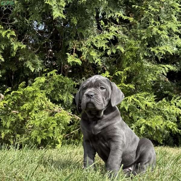 Gillette, Cane Corso Puppy