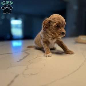 Archer, Mini Golden Mountain Doodle Puppy