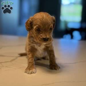 Archer, Mini Golden Mountain Doodle Puppy
