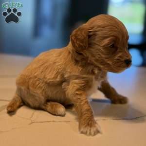 Archer, Mini Golden Mountain Doodle Puppy