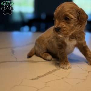 Archer, Mini Golden Mountain Doodle Puppy