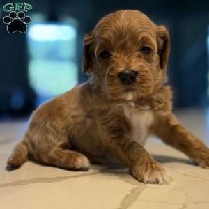Archer, Mini Goldendoodle Puppy