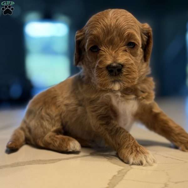Archer, Mini Golden Mountain Doodle Puppy
