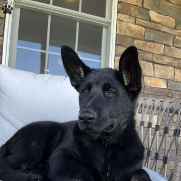 Rio, German Shepherd Puppy