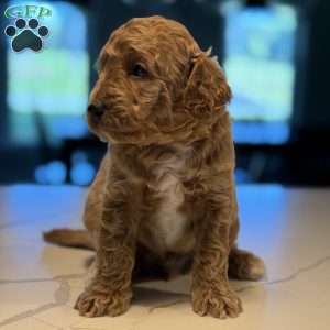 Rex, Mini Goldendoodle Puppy