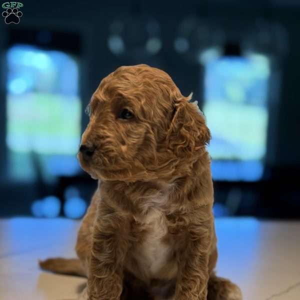 Rex, Mini Golden Mountain Doodle Puppy