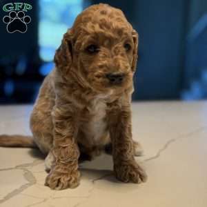 Rex, Mini Golden Mountain Doodle Puppy