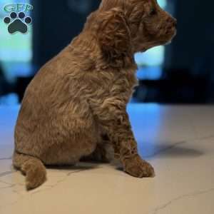 Rex, Mini Golden Mountain Doodle Puppy