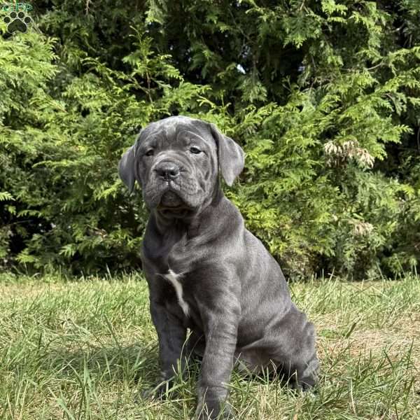 Cheyenne, Cane Corso Puppy