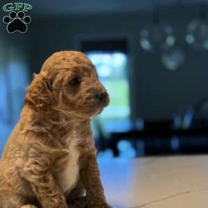 Rex, Mini Golden Mountain Doodle Puppy