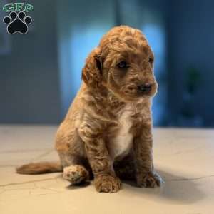 Rex, Mini Golden Mountain Doodle Puppy