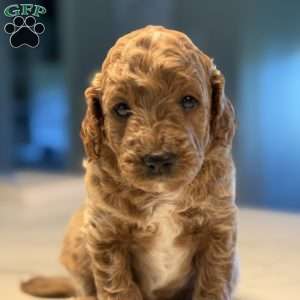 Rex, Mini Golden Mountain Doodle Puppy
